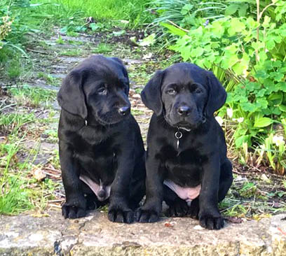 Black store springador puppies