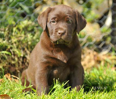 chocolate labrador puppies. I Breed Yellow Labrador