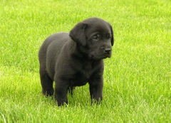 Black Puppy I bred