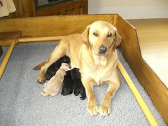 Willow and her Puppies 1 day old