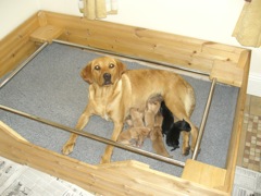 Ruby and her Puppies 1 day old