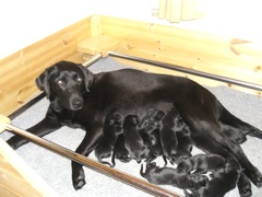 Agnes and her Puppies 1 day old